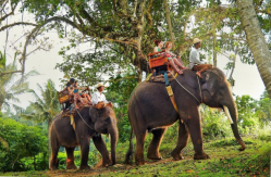 Прогулка на слонах в Таиланде